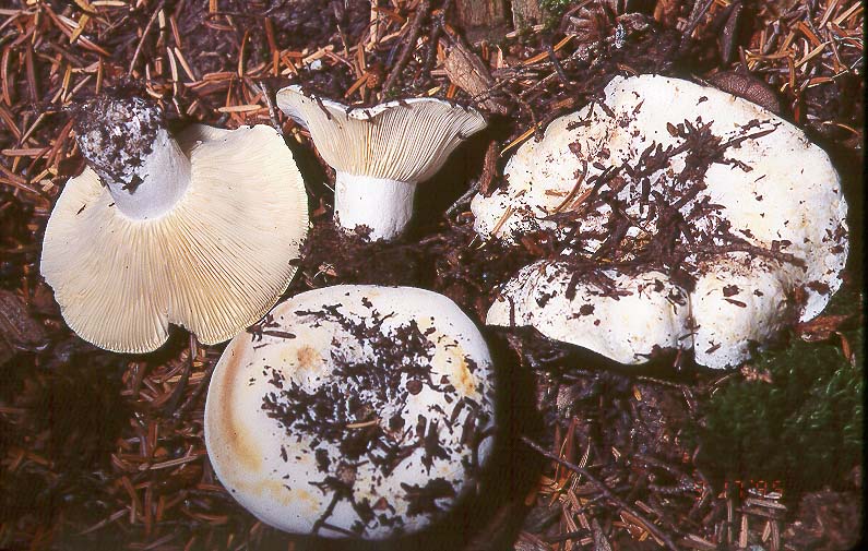 Russula cascadensis